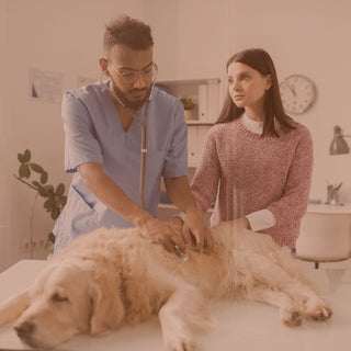 Aspirin for Dogs: A Vet’s Perspective on Safe and Effective Use
